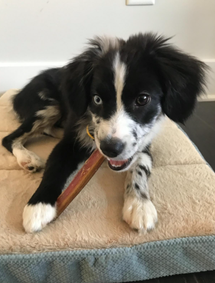 Best natural shop chews for puppies