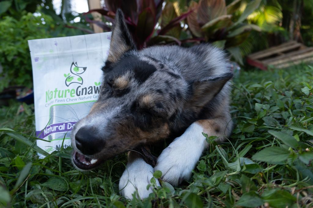 Deer Antlers for Dogs: The Best Natural Chew for Happy Dogs