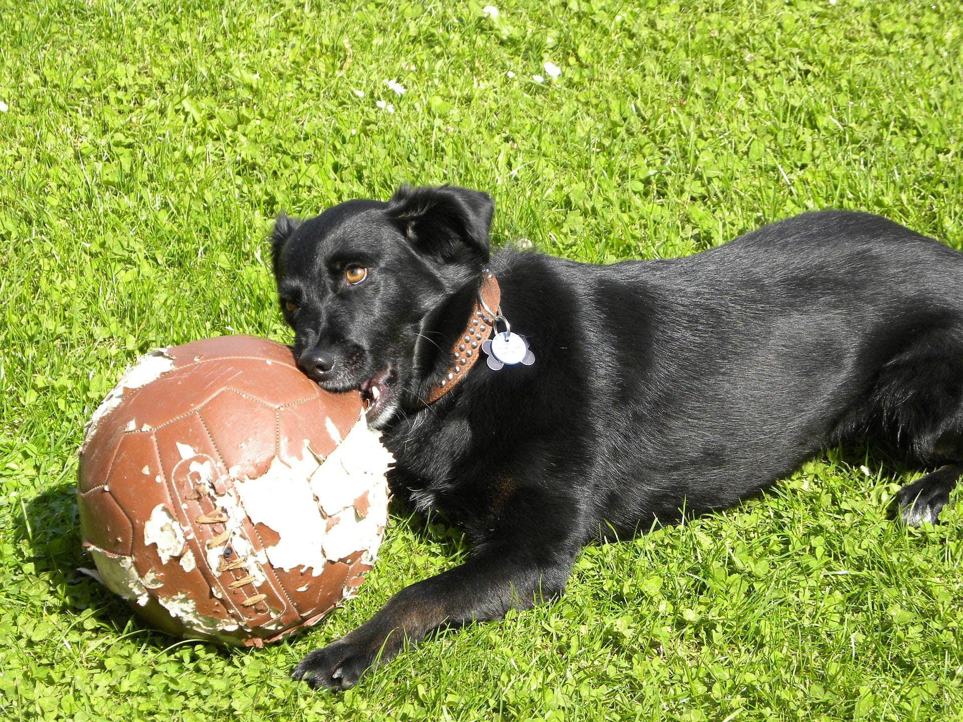 Ball store fixation dog