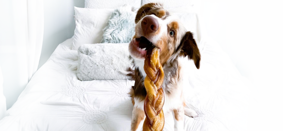 Are Bully Sticks Good for Dogs?