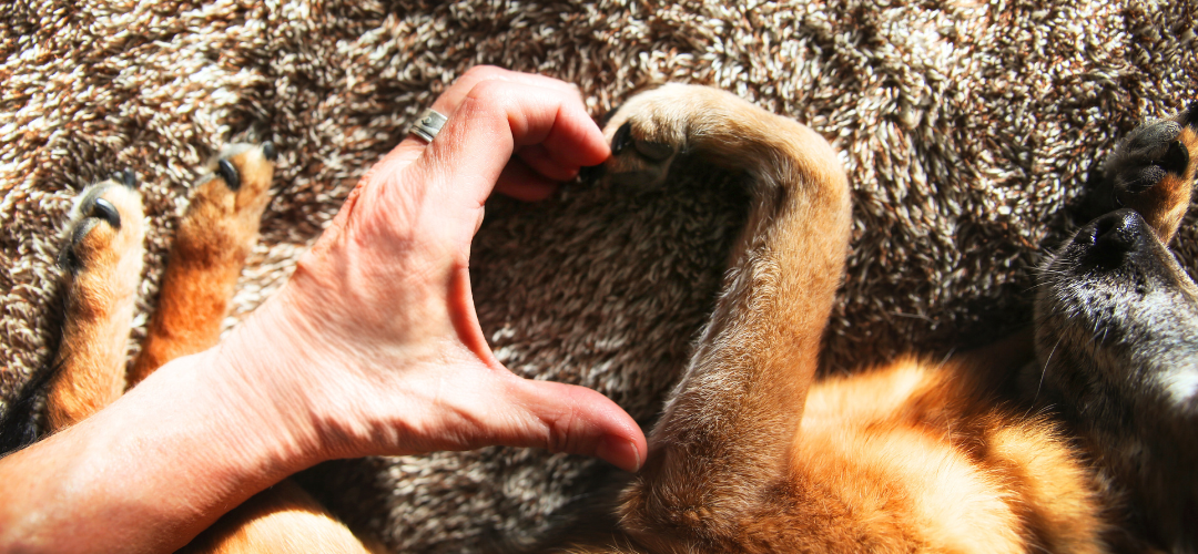 How to Celebrate Your Dog On Gotcha Day or National Dog Day