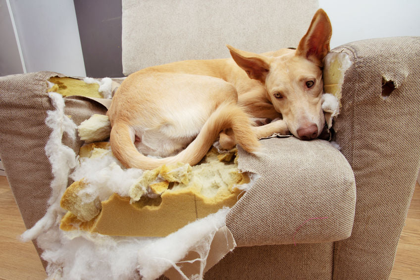 dog laying on sofa it chewed up