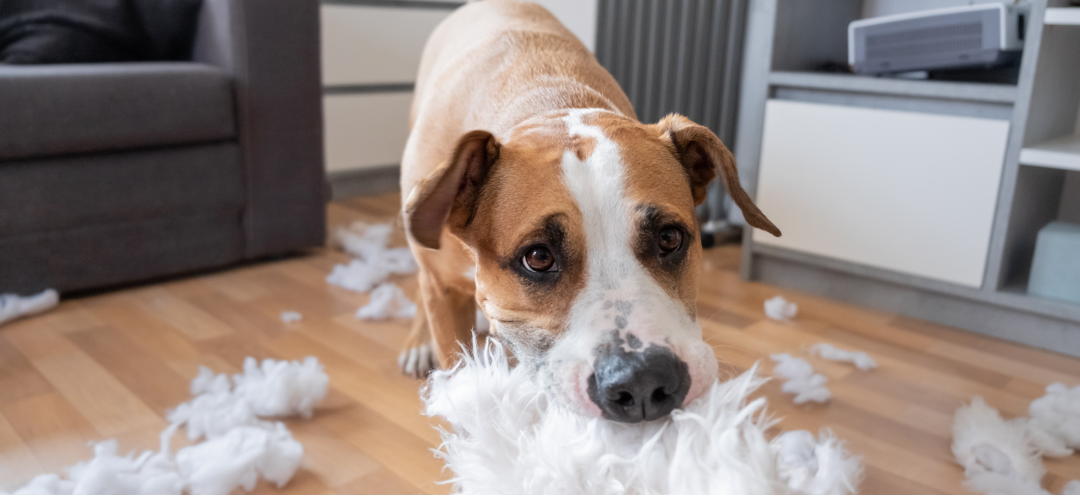 dog laying on a white rug on tfloor with blue sweater in mouth