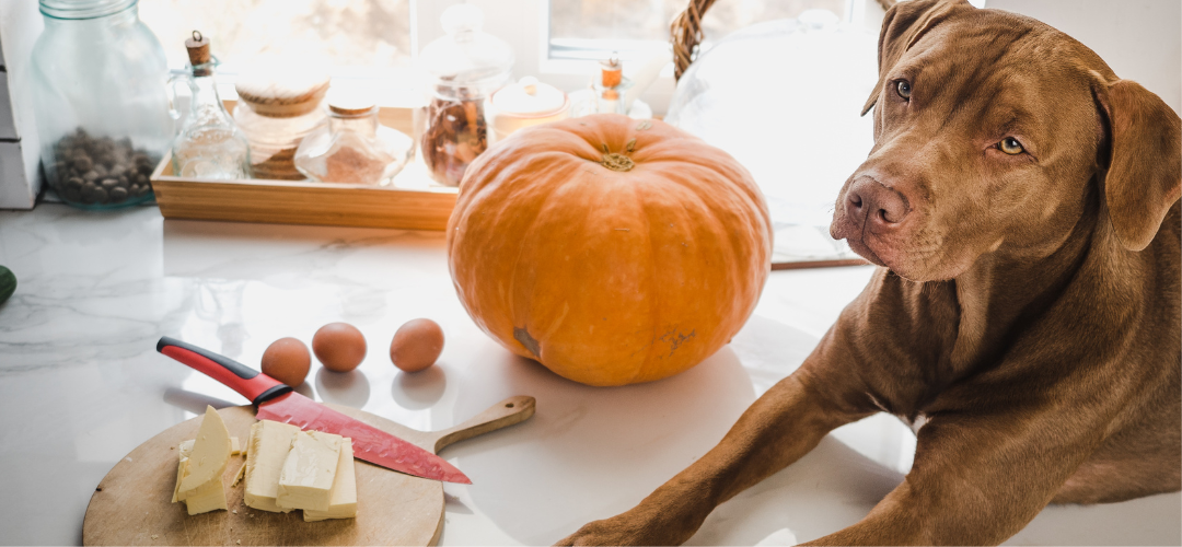 Can Dogs Eat Pumpkin Pie? - Is Pumpkin Pie Safe for Dogs?