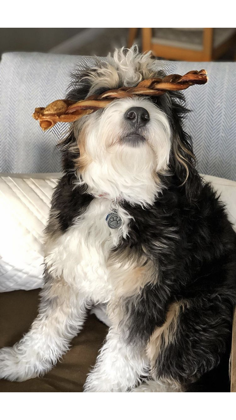 bully stick balancing on dog's nose