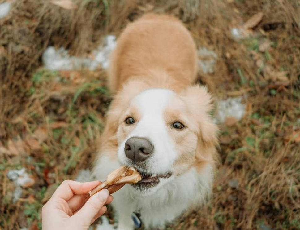 My dog ate top a whole bully stick