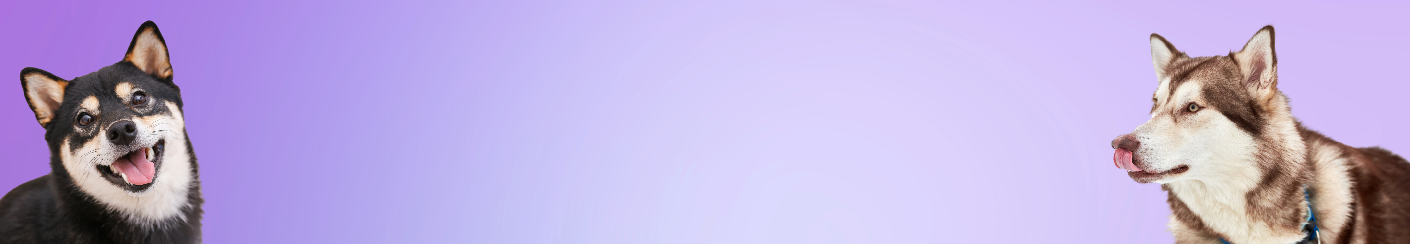 Deer & Elk Antler Chews