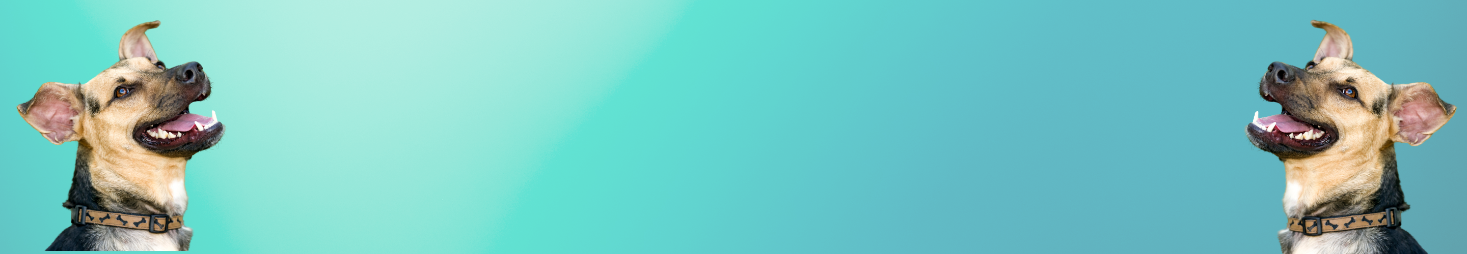 Chews & treats for large dogs