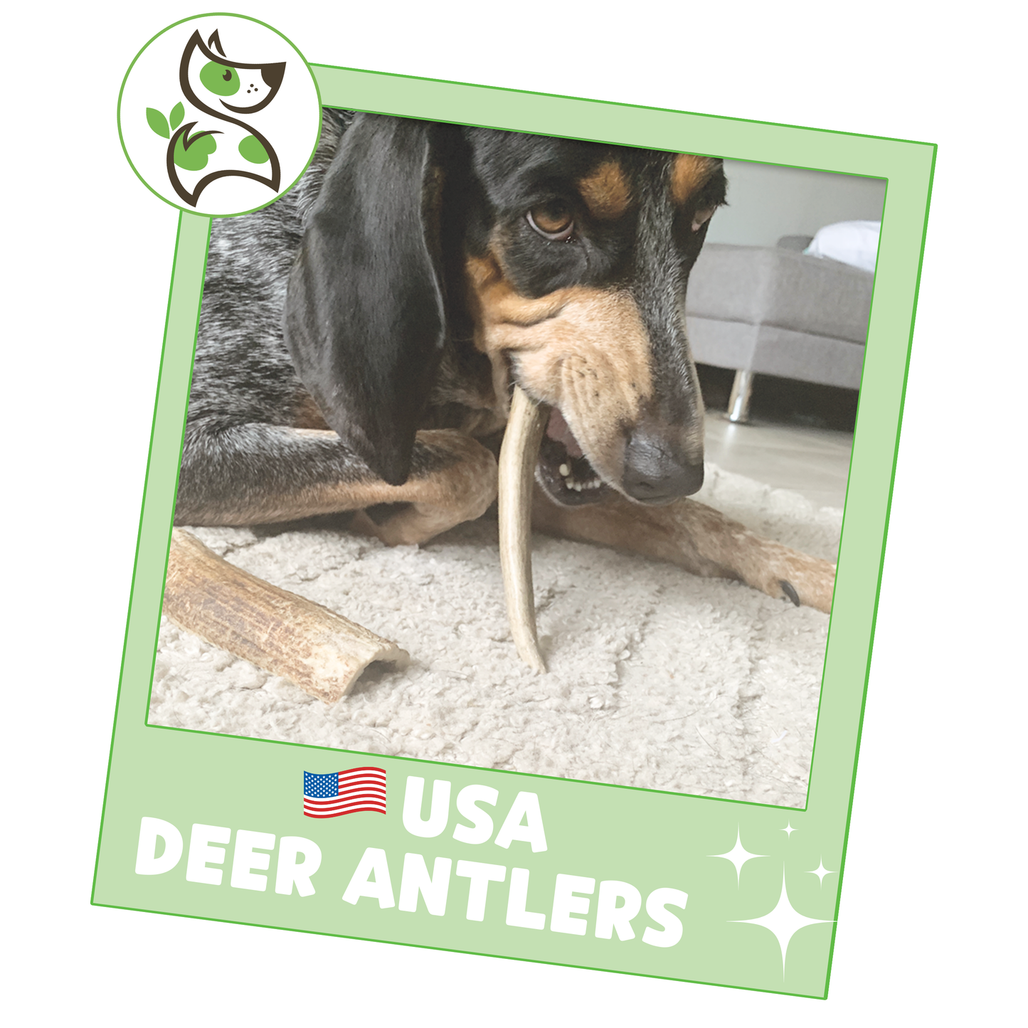 USA Deer Antlers 4-7"