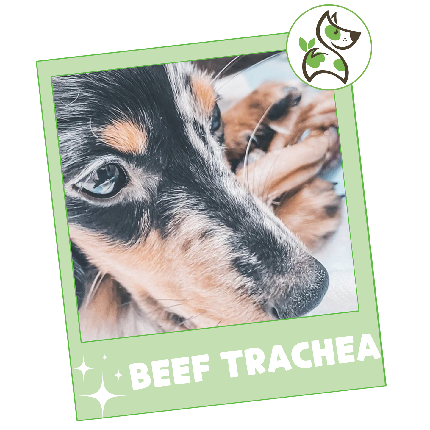 Beef Trachea 3"