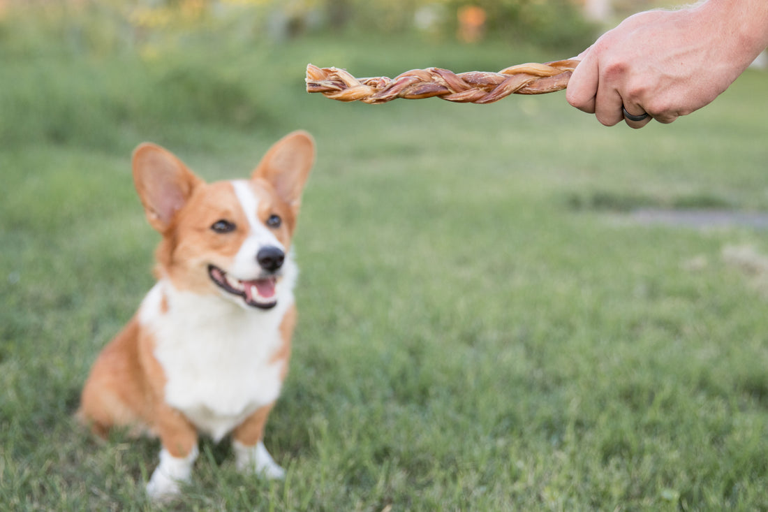 What are Bully Sticks And the Benefits of Natural Chews