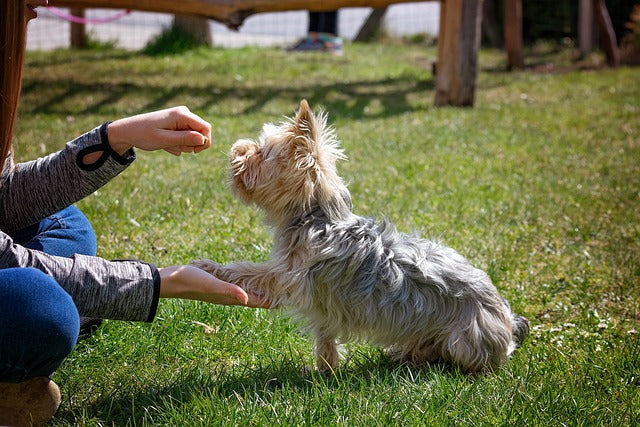 How Can Dog Chews Help in Dog Training?
