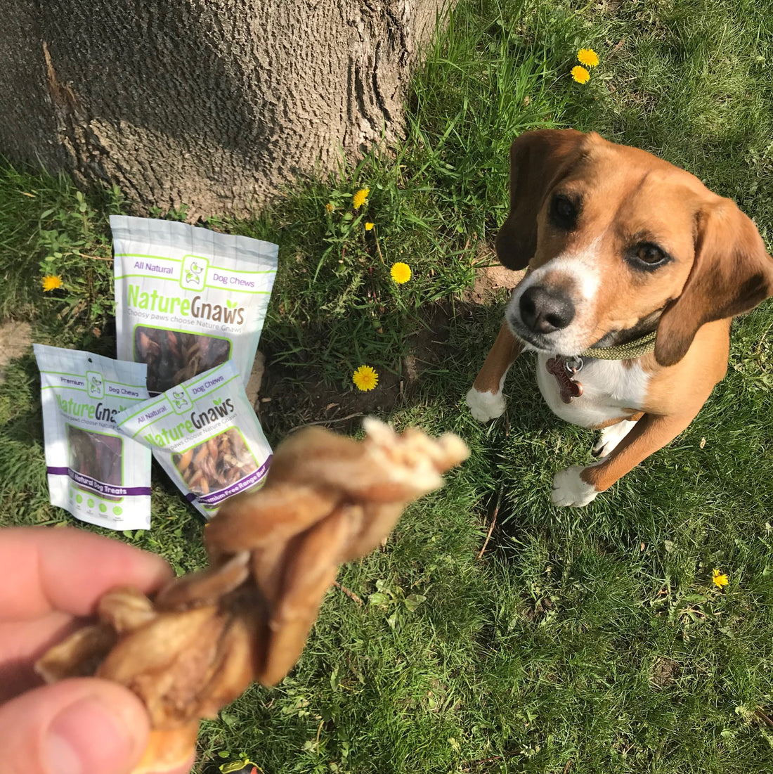 Best Chews and Treats to Train Your Dog