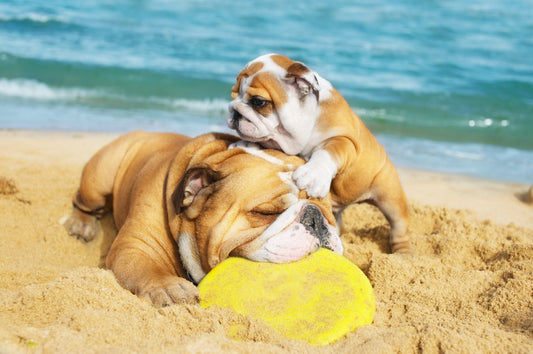 Best Things to Do with Your Dog This Summer