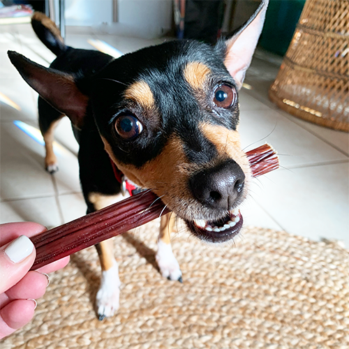 little brown and black dog with jerky treat in its mouth
