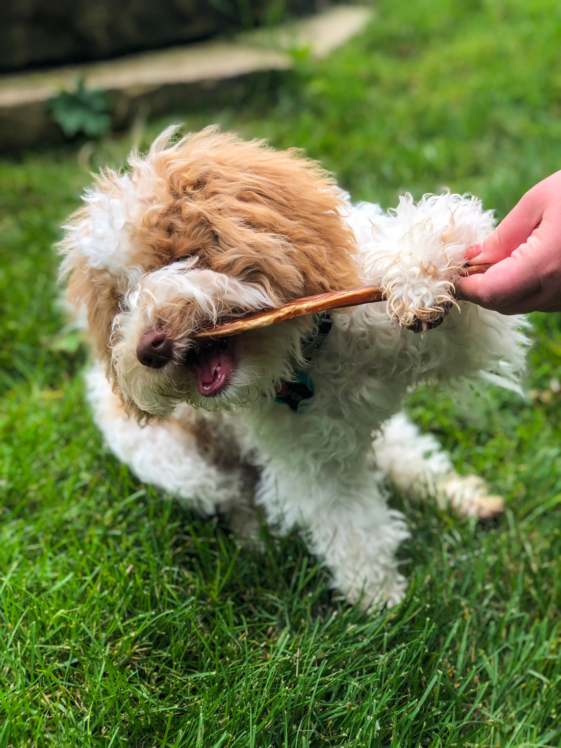 Five Quick and Easy Hacks for Keeping Your Dog’s Teeth Clean