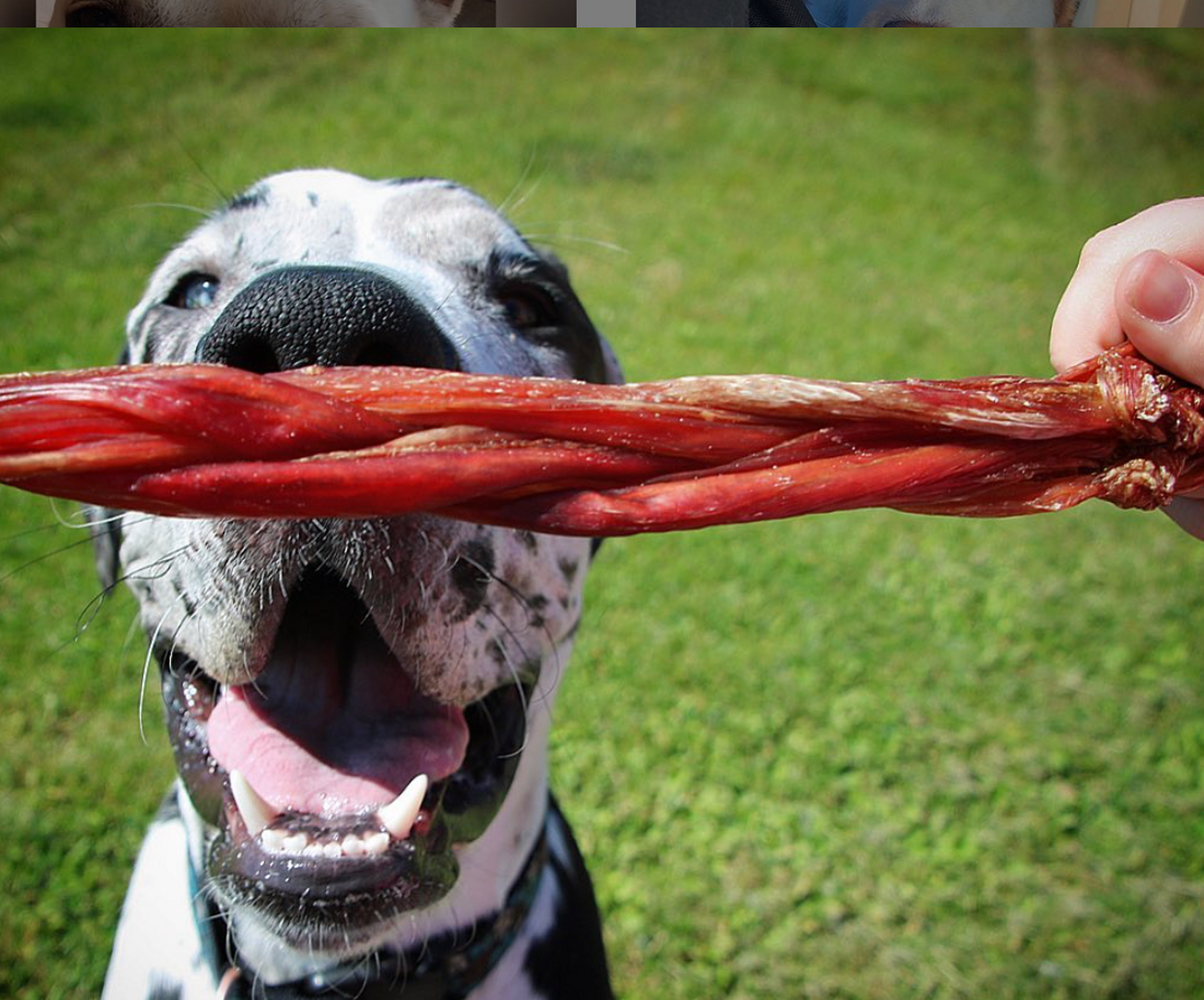 Five Ways to Keep your Dog Occupied During July 4th Fireworks