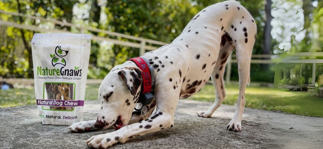 Best Dog Chews for Aggressive Chewers: The Ultimate Guide