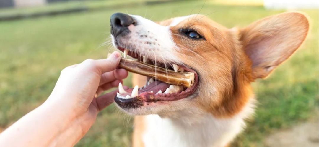How to Safely Give Your Puppy Bully Sticks – NatureGnaws.com