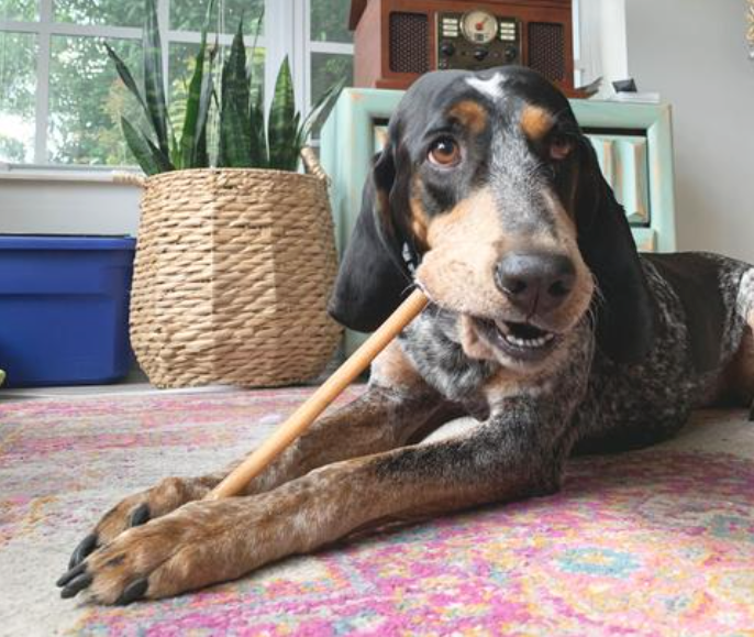 large dog laying on floor with bully stick in mouth
