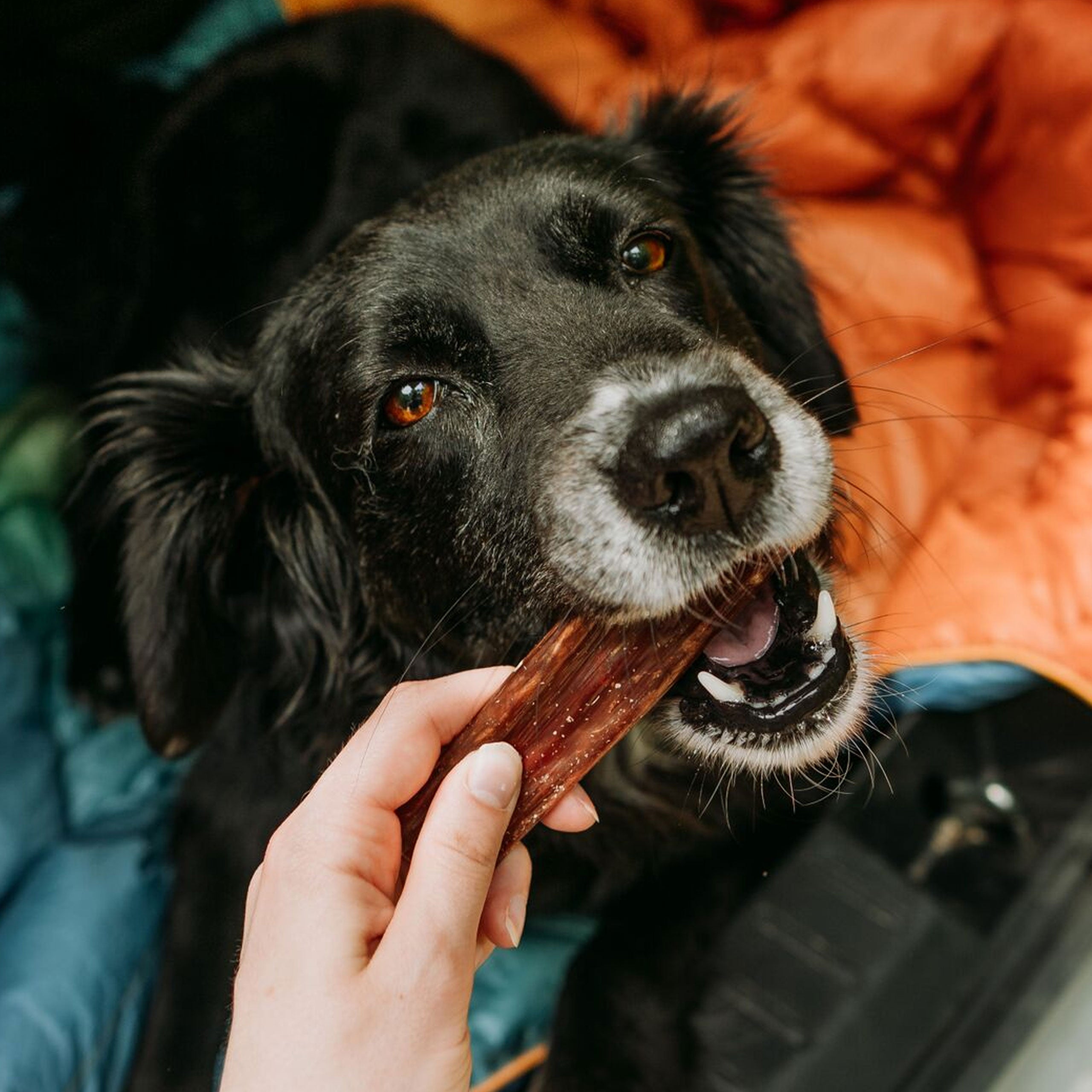 Is jerky shop bad for dogs