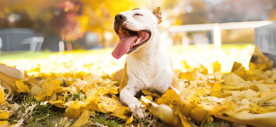 Natural Dog Chews: A Simple Way to Support Your Dog’s Dental Hygiene