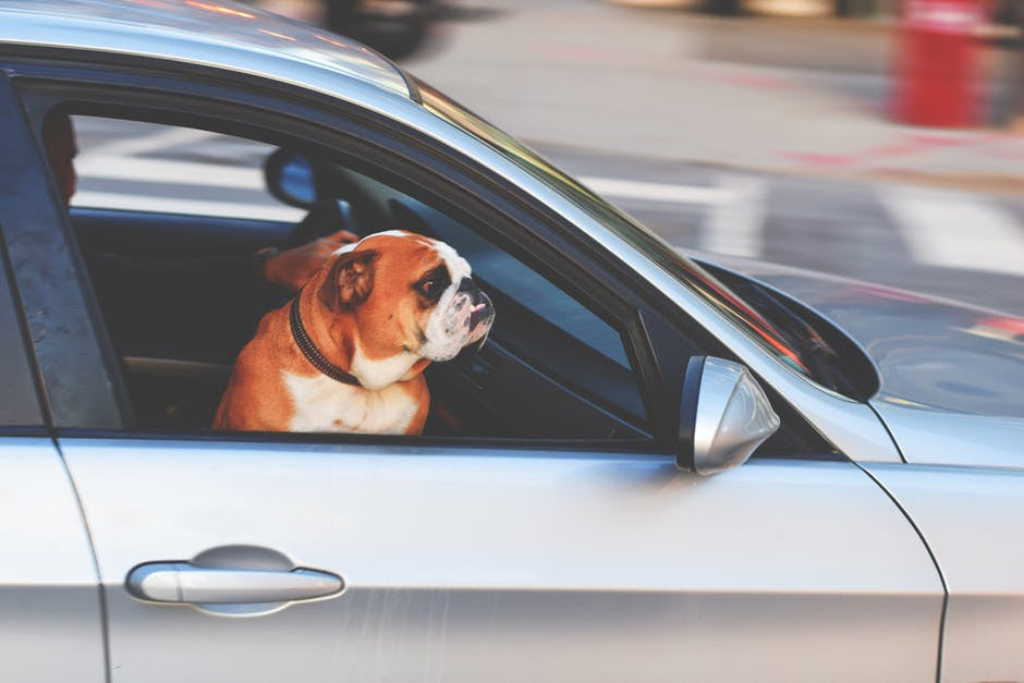 Traveling Safely with Your Dog in the Car