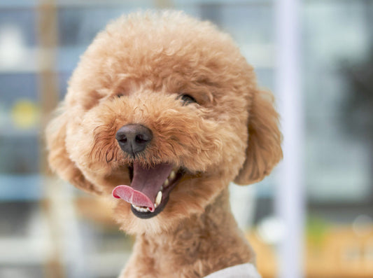 Dental Care for Dogs: Tips and Tricks