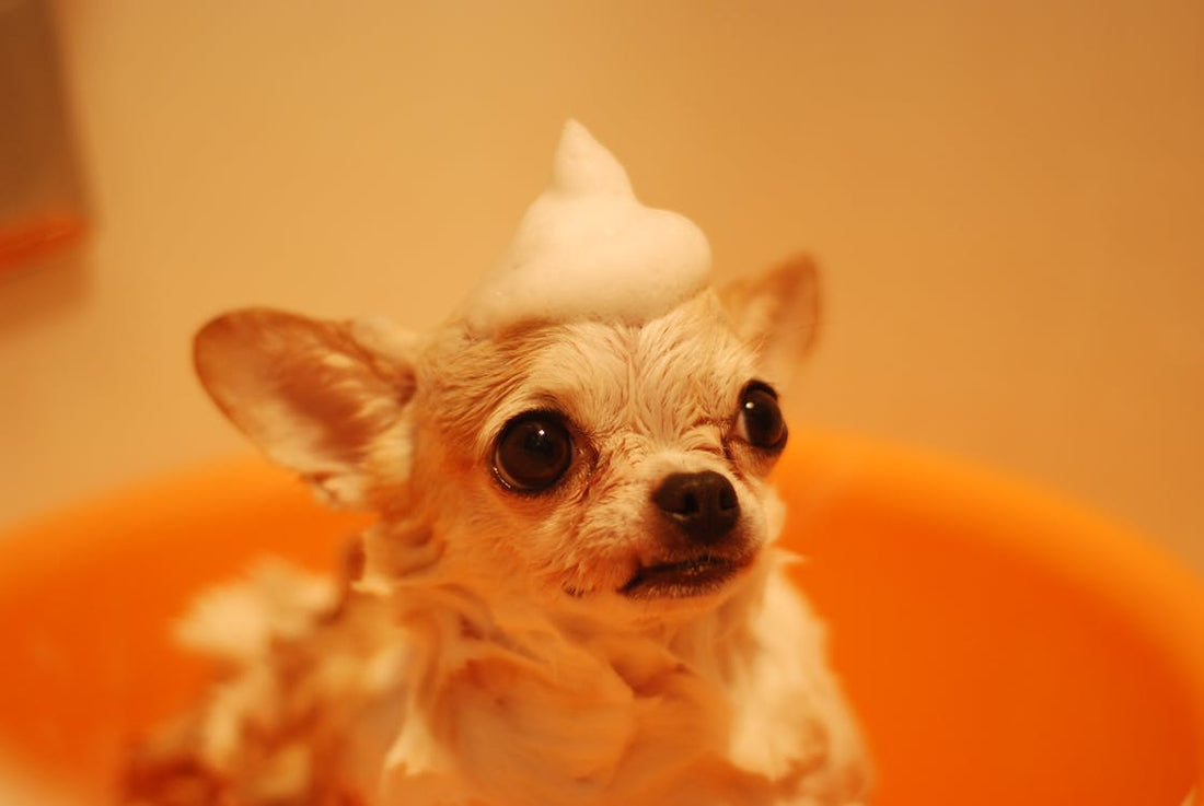 Making Your Dog's Bath Time Better