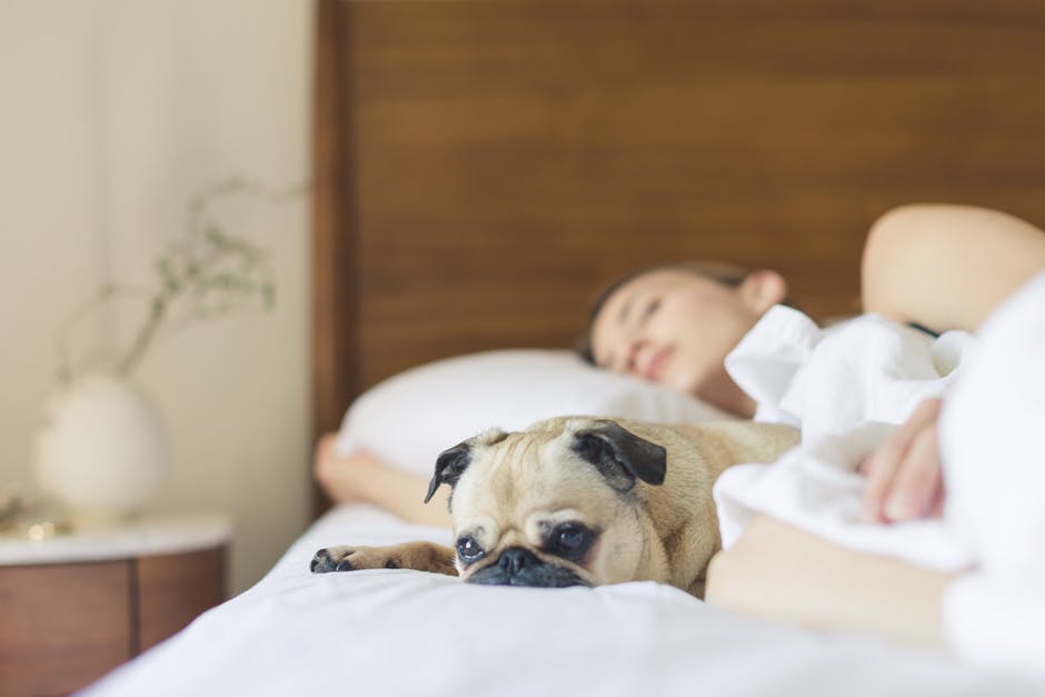 Settling the Great Debate about Sleeping with Your Dog