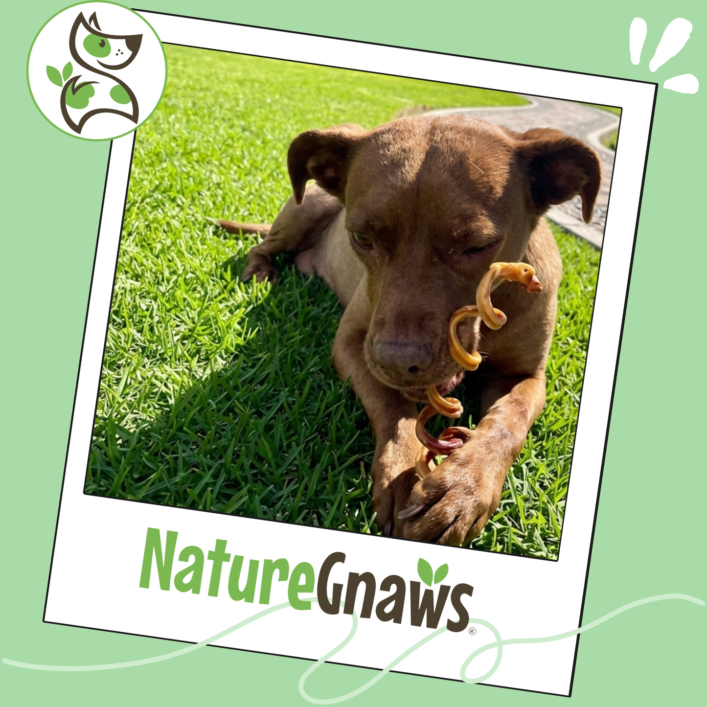 Bully Stick Springs 7-8" Natural Long-Lasting Dental Dog Chews