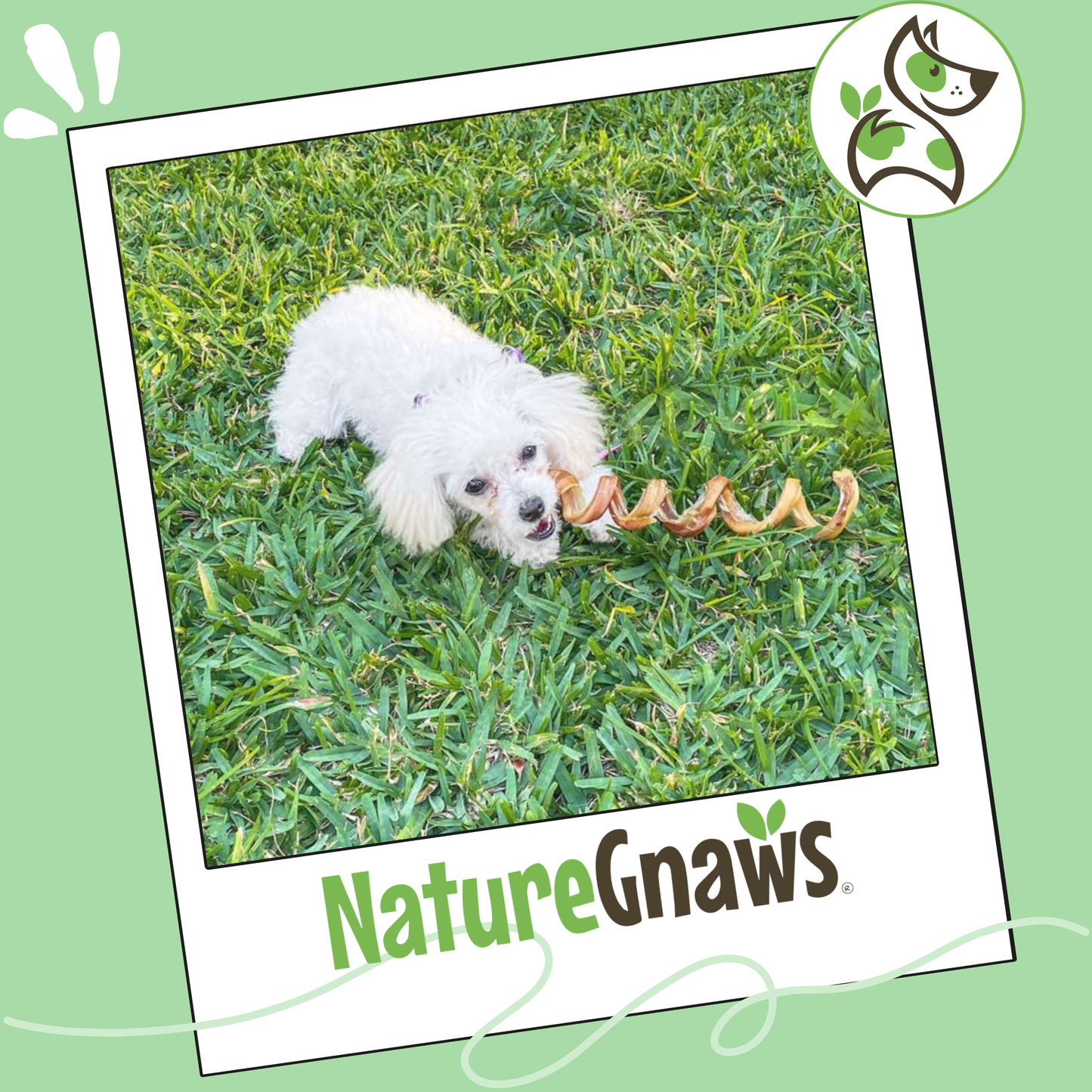 Bully Stick Springs 7-8" Natural Long-Lasting Dental Dog Chews