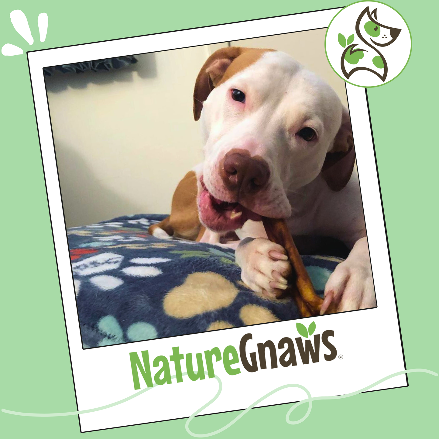 Jumbo Bully Sticks 5-6"