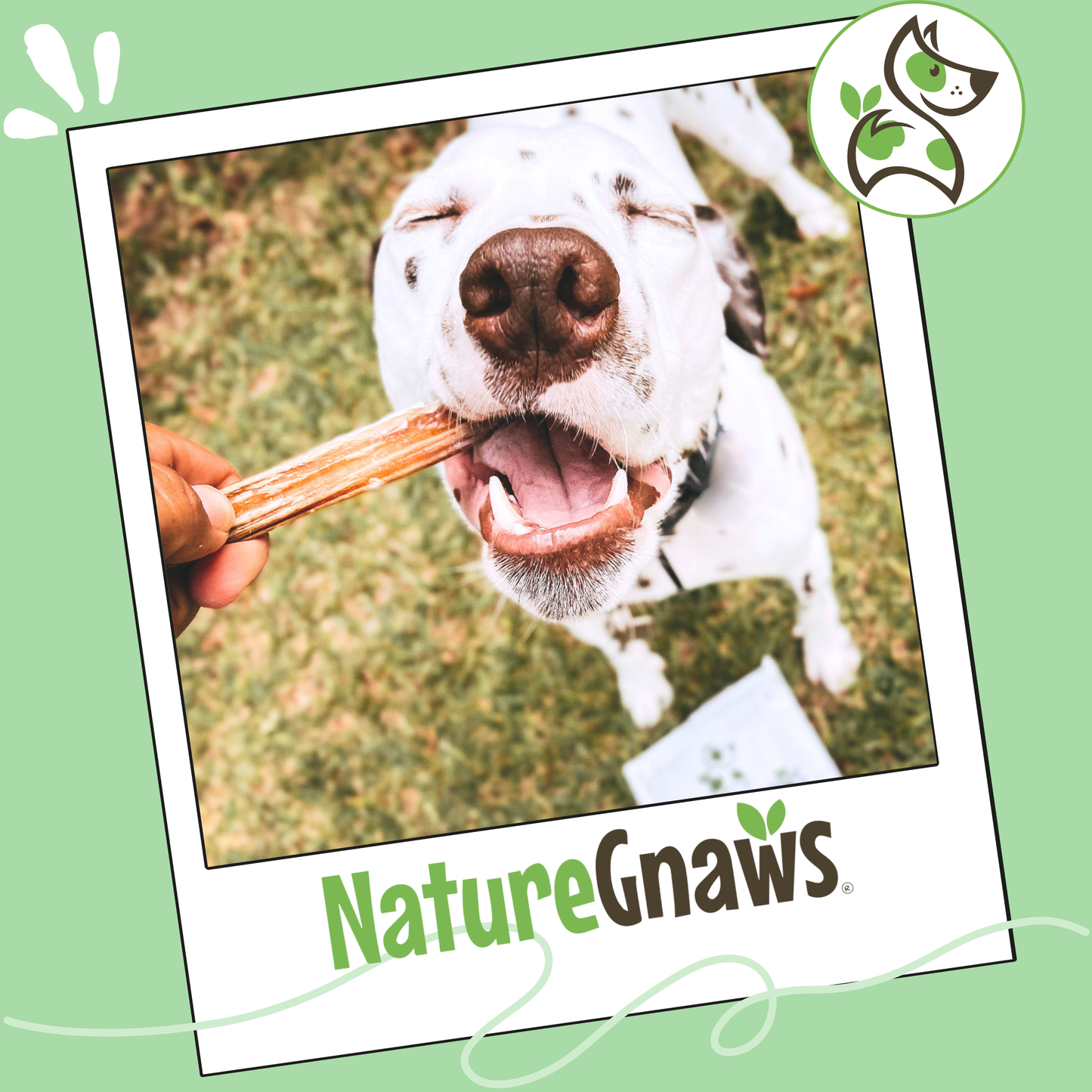 Large Bully Sticks 5-6"