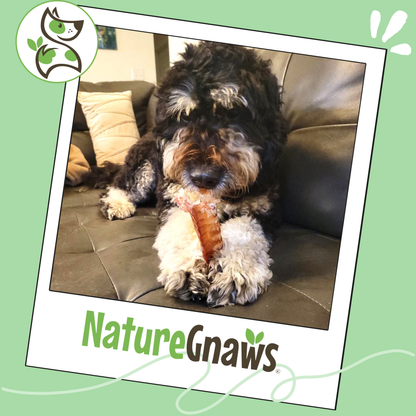 Natural Beef Trachea 6" Long-Lasting Dental Chew