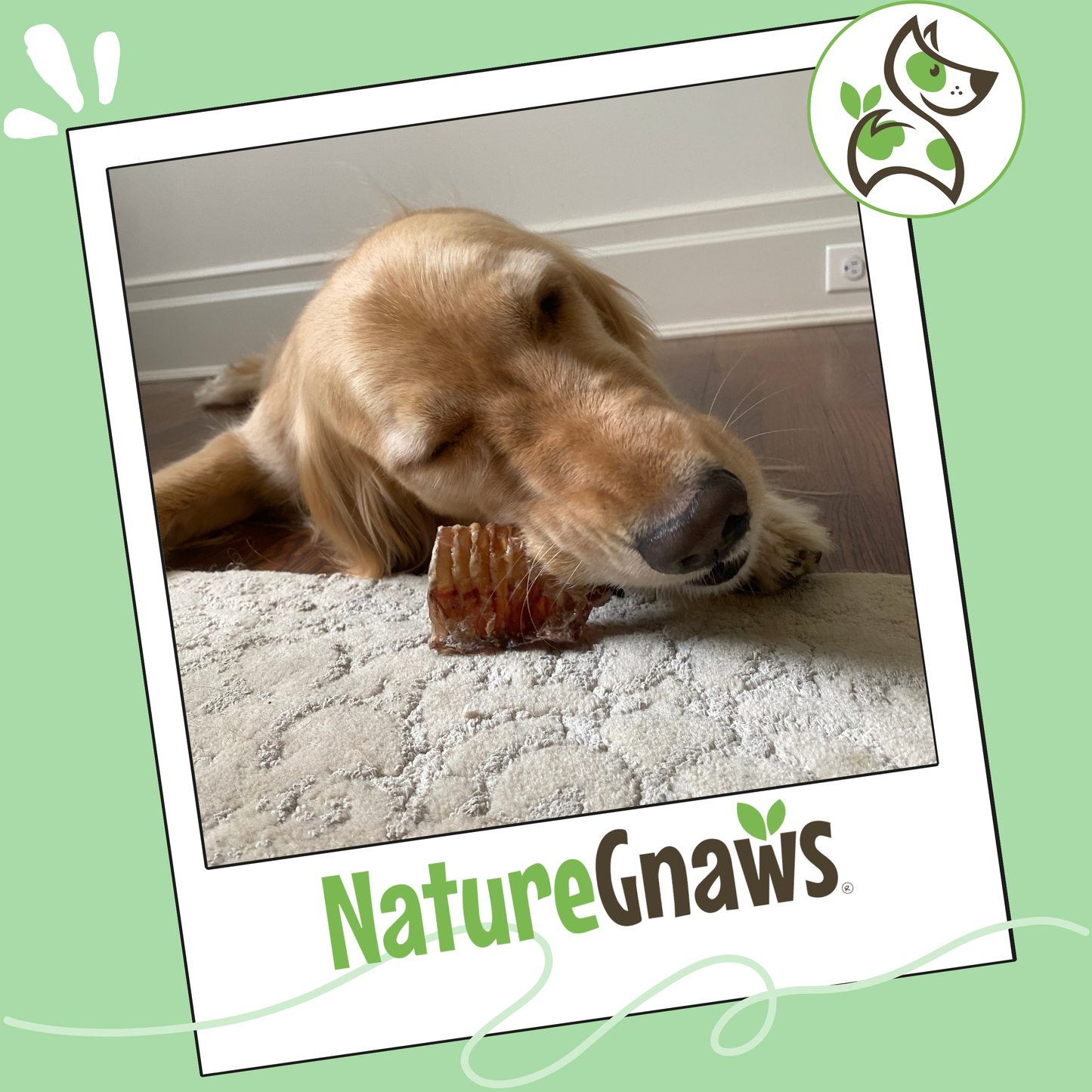 Natural Beef Trachea 6" Long-Lasting Dental Chew