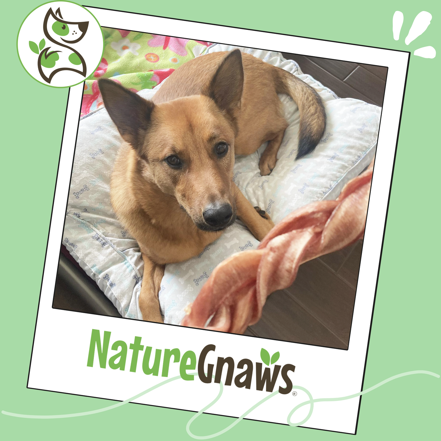 Pork Braided Bully Sticks 5–6" Long-Lasting Dog Chews