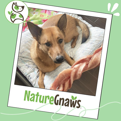 Pork Braided Bully Sticks 5–6" Long-Lasting Dog Chews