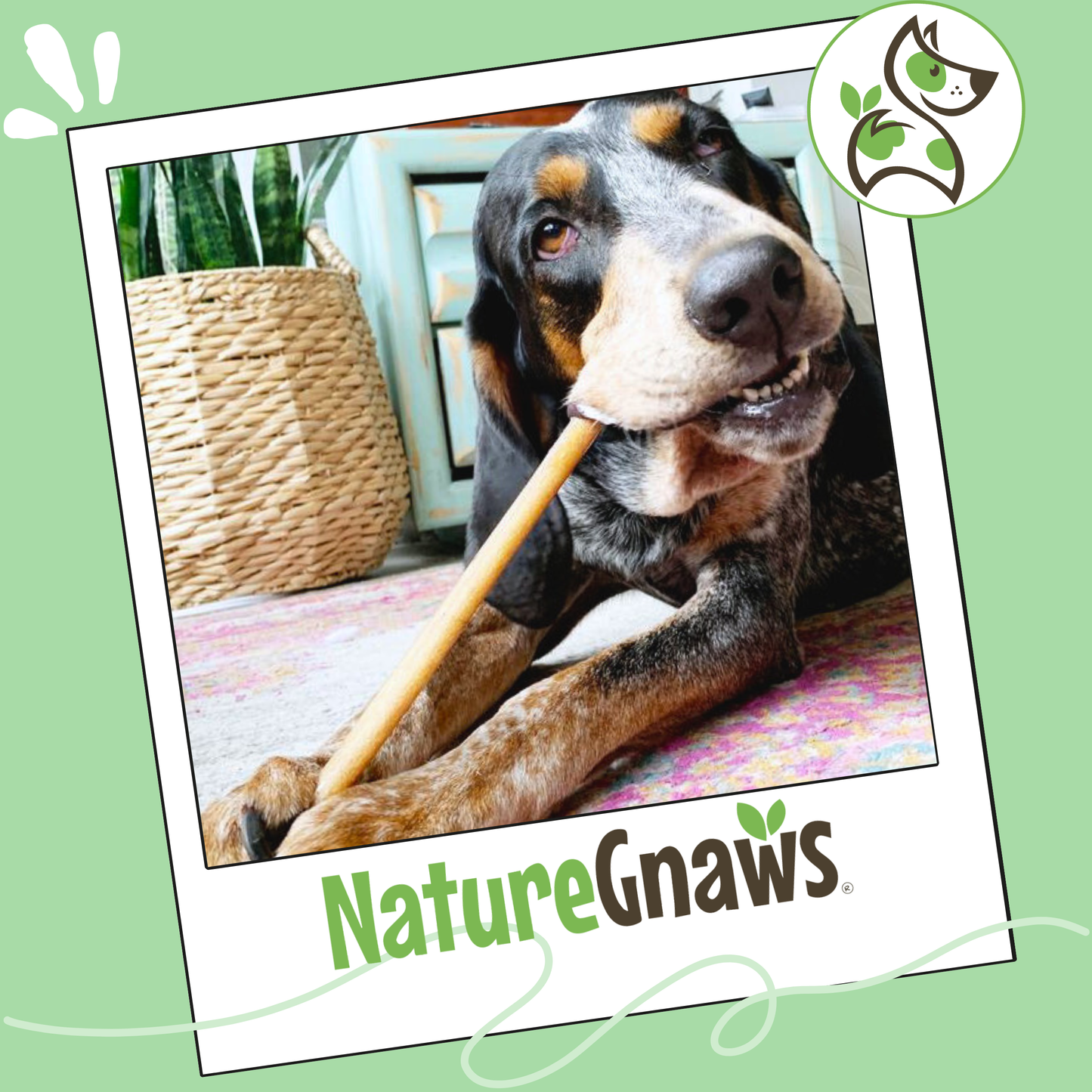 Mixed Thickness Bully Sticks 11-12" Long Lasting Dental Chews