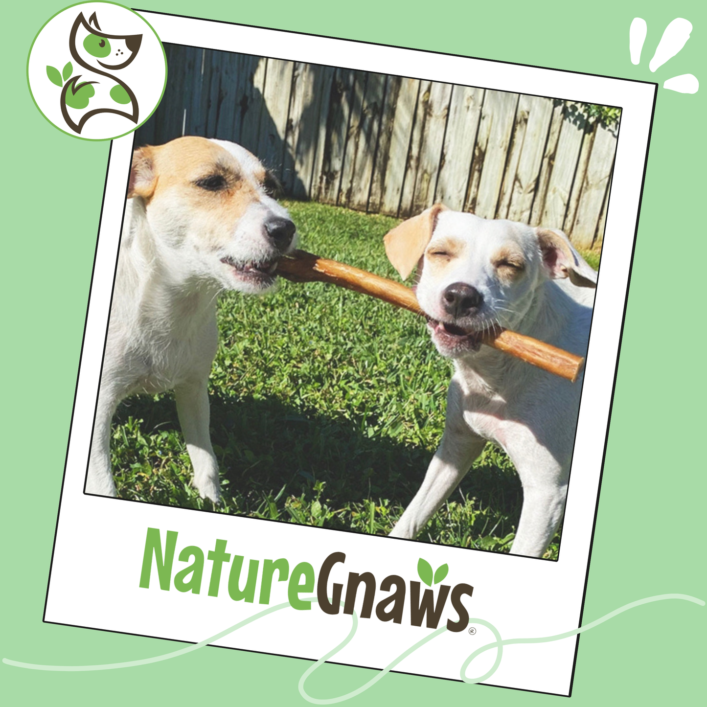 Jumbo Bully Sticks 11-12" Long-Lasting Dental Dog Chews