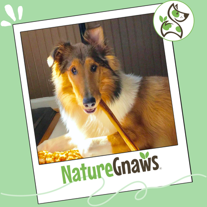 Jumbo Bully Stick 11-12"