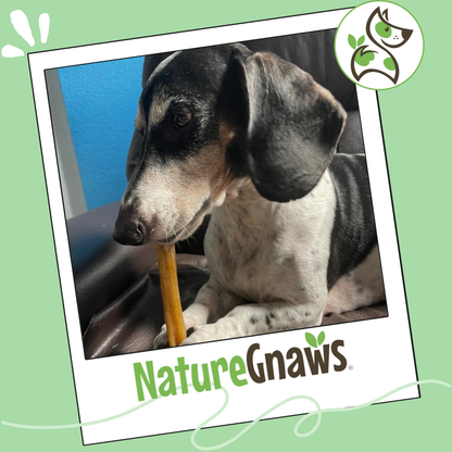 Premium Beef Dog Chews Variety Pack – Long-Lasting & Natural