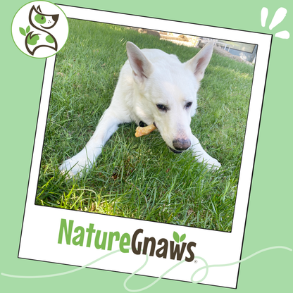 Beef Tendon 7–11" Durable Dental Chews