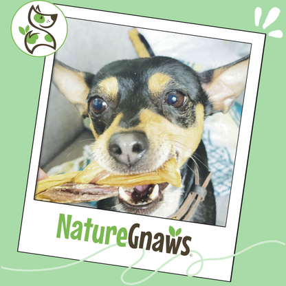 Braided Gnaws Long-Lasting Dental Dog Chews