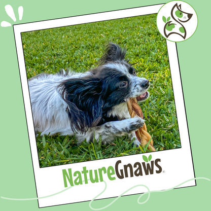 Braided Gnaws Long-Lasting Dental Dog Chews