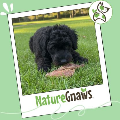 USA Lung Filets Natural Soft Training Chews