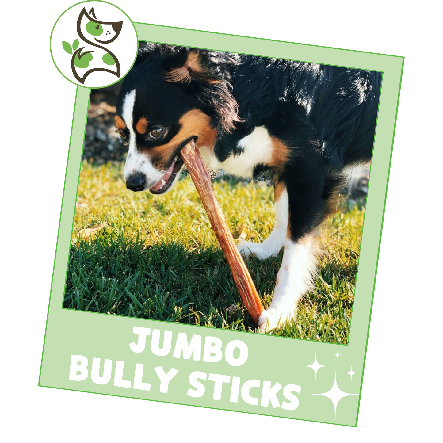 Jumbo Bully Stick 11-12"