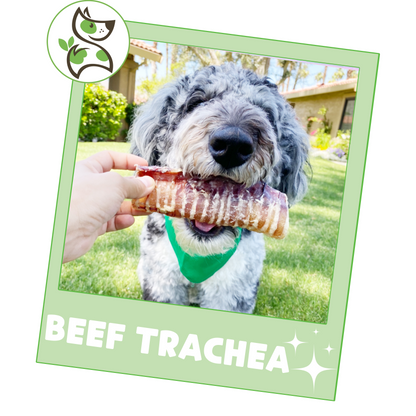 Beef Trachea 6"