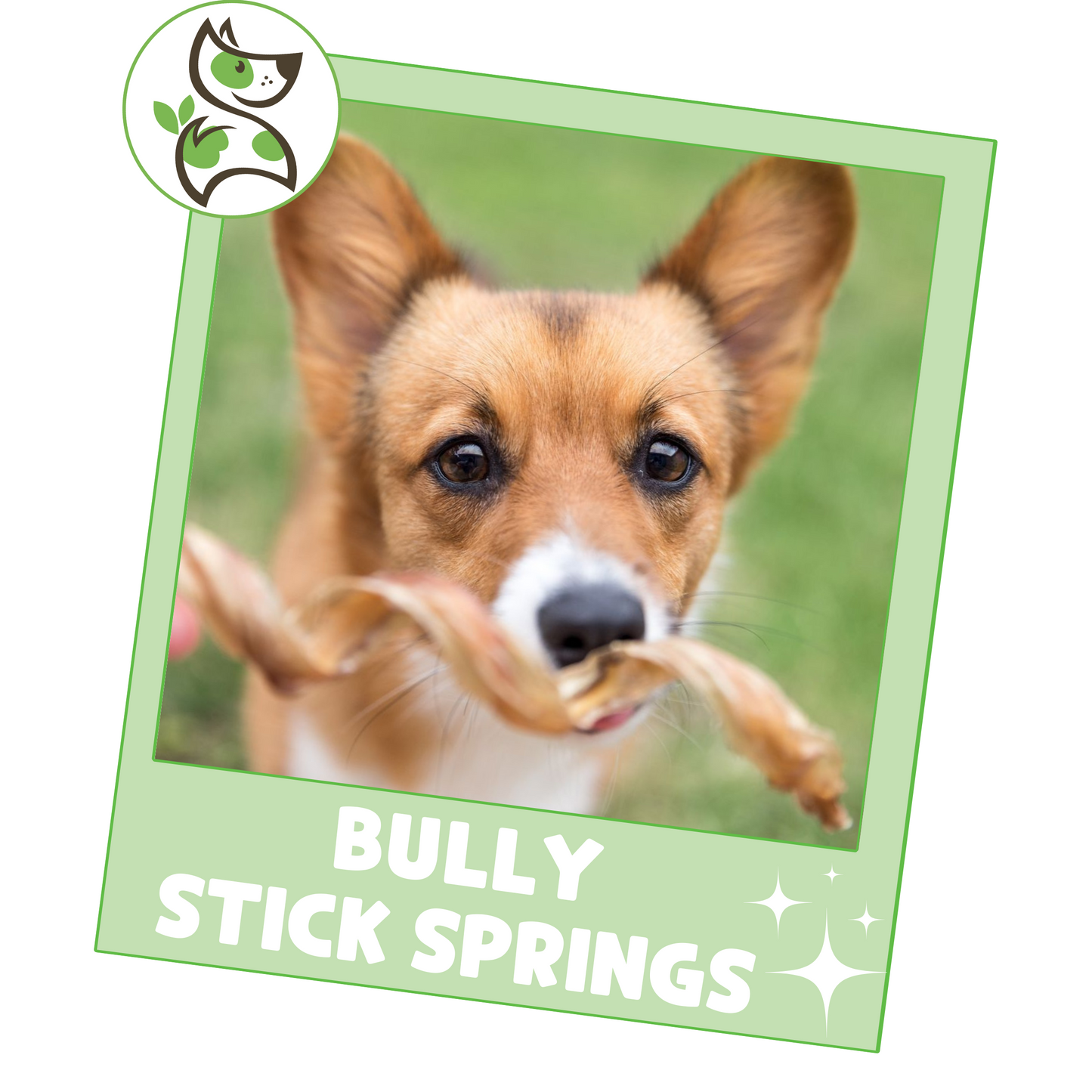 Bully Stick Springs 7-8"