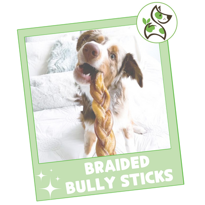 Braided Bully Sticks 11-12"